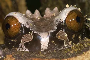 Spinosa: Crowned Tree Frog