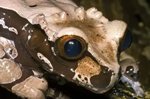 Spinosa: Crowned Tree Frog