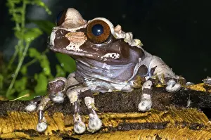 Spinosa: Crowned Tree Frog