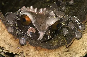 Spinosa: Crowned Tree Frog