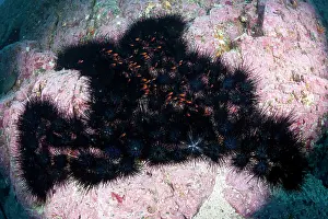 Echinoderms: Crowned urchin, Centrostephanus coronatus, Malpelo Island, N