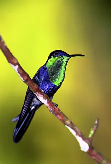 Ridgwayi: Crowned Woodnymph Hummingbird