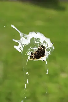 Crows: Crow's droppings on a window pane