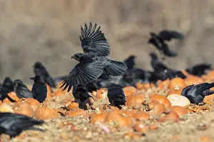 Pumpkins: Crows feeding on pumkins left in the field