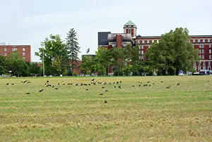 Nuisance: Crows in Field