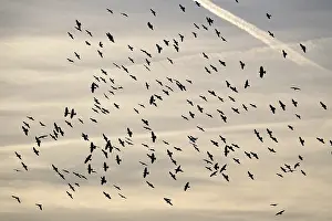 Corvid: Crows in flight, autumn, Germany