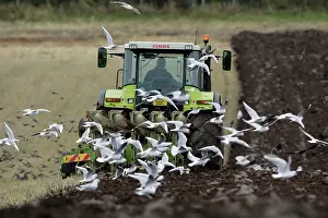 Tractors: Crows, Gulls and Starlings - following tractor