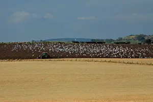 Tractors: Crows, Gulls and Starlings - following tractor
