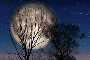 Moon: Crows perched on the top of tree branches are wa