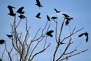 Rook: CROWS & ROOKS - perched in treetop