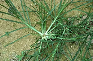 Indica: Crowsfoot grass