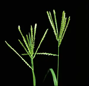 Graminae: Crowsfoot grass (Eleusine indica)