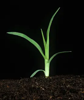 Weed: Crowsfoot grass seedling