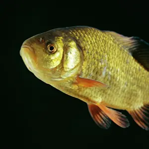 Carps: Crucian Carp
