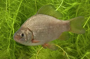 Carp: Crucian Carp