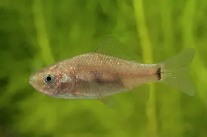 Carp: Crucian Carp