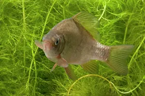 Carp: Crucian Carp
