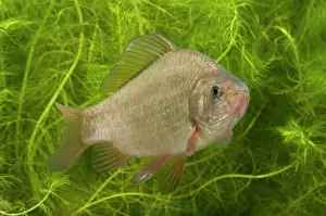 Carp: Crucian Carp