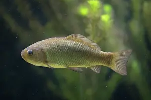 Carp: Crucian Carp