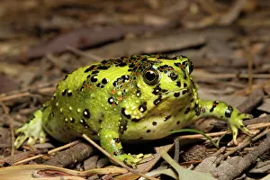Crucifix: Crucifix Frog