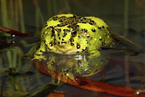 Crucifix: Crucifix Frog