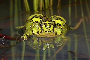 Crucifix: Crucifix Frog