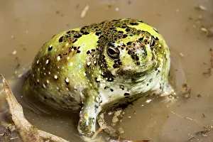 Crucifix: Crucifix Toad