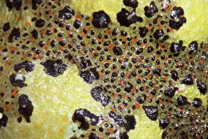 Crucifix: Crucifix Toad