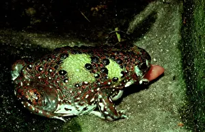 Crucifix: Crucifix toad - flicking out its tongue at an ant