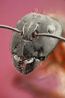 Carpenter: cruentatus or Red ant, a portrait of this beauti