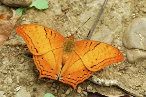 Cruiser: Cruiser butterfly, Nymphalid