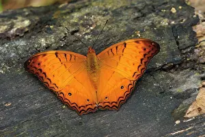 Cruiser: Cruiser - Nymphalid butterfly
