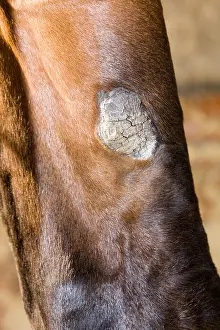 Champagne: Crust on a previous of a horse France