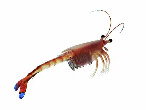 Burgess: Crustacean (Waptia fieldensis)