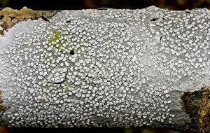 Crustose: Crustose, corticolous lichen - on branch