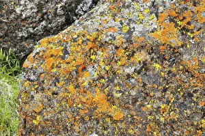 Primary: Crustose lichens