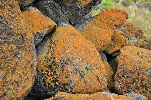Primary: Crustose Lichens