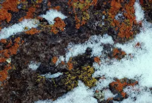 Crustose: Crustose Lichens