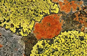 Crustose: Crustose LICHENS - on dry stone wall