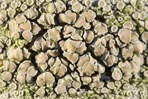 Bodies: Crustose Lichens on Rowan Tree Trunk with fruiting