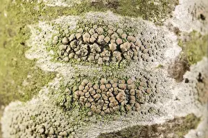 Bodies: Crustose Lichens on Rowan Tree Trunk with fruiting