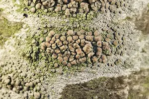 Bodies: Crustose Lichens on Rowan Tree Trunk with fruiting