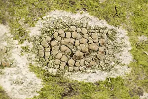 Bodies: Crustose Lichens on Rowan Tree Trunk with fruiting