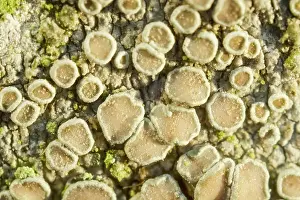 Crustose: Crustose Lichens on Rowan Tree Trunk - Norfolk