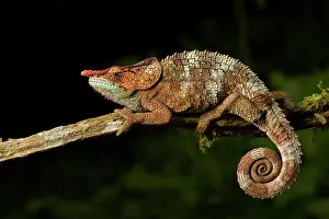 Calumma: Cryptic chameleon (Calumma crypticum), male on branch