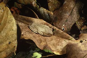 Selva: Cryptic Frog