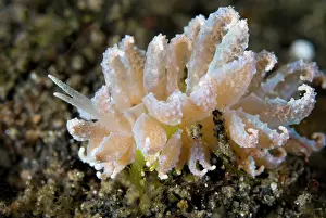 Cerata: Cryptic Phyllodesmium Nudibranch