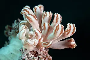 Cerata: Cryptic Phyllodesmium Nudibranch - with cerata with