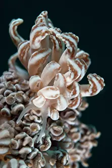 Cerata: Cryptic Phyllodesmium Nudibranch - with cerata with