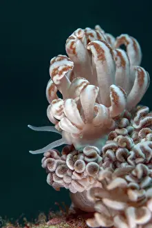 Cerata: Cryptic Phyllodesmium Nudibranch - with cerata with